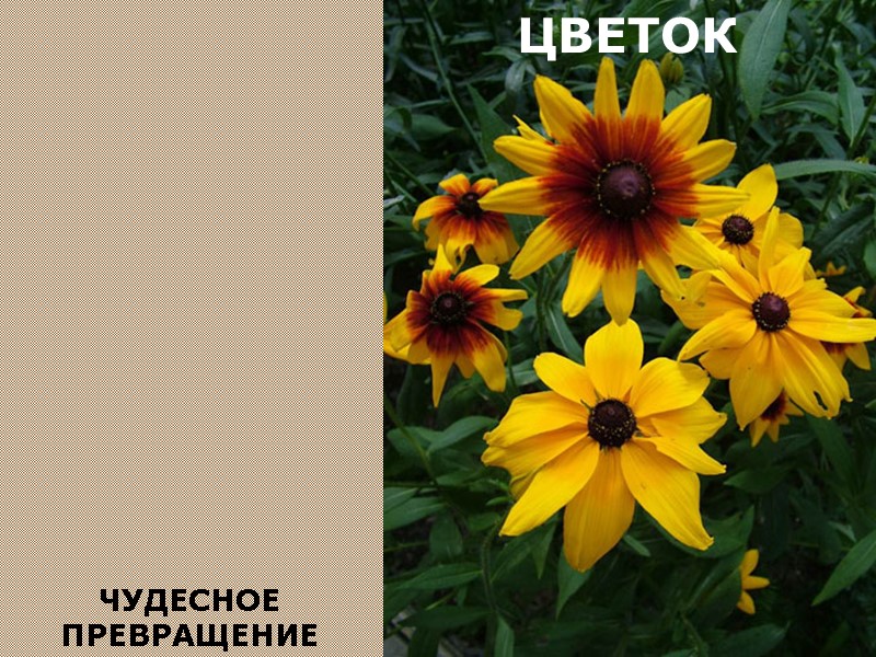 ЧУДЕСНОЕ ПРЕВРАЩЕНИЕ ЦВЕТОК